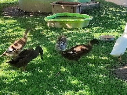 Bild 4:Laufenten Erpel zu verschenken