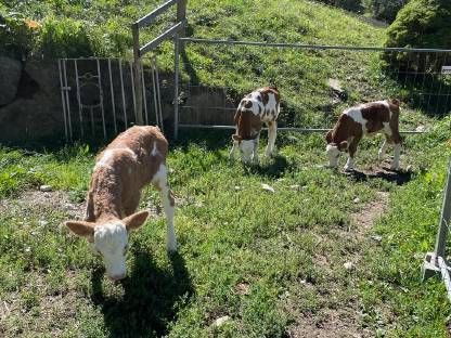 Bild 5:Bio-Stierkälber