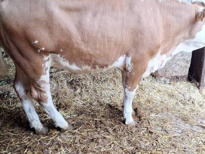 Bild 3:BIO Kalbinnen