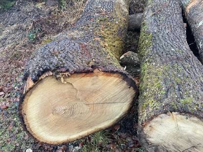 Bild 2:Eichenstämme