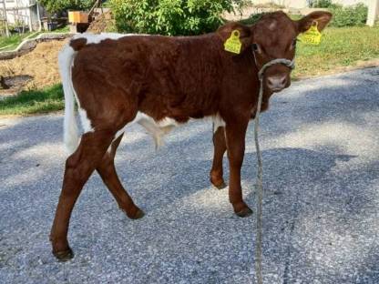 Bild 2:3× Kreuzungsstierkälber