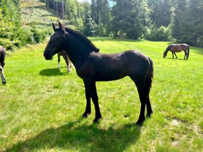 Bild 4:Noriker Stutfohlen