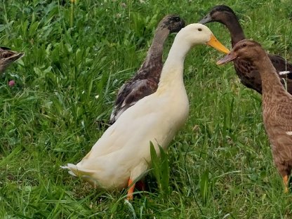 Bild 3:Laufenten männlich/weiblich