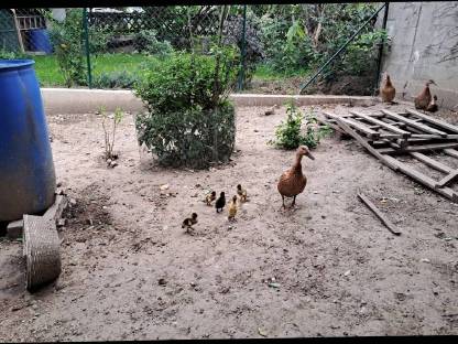 Bild 2:Junge Laufenten