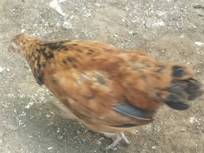 Bild 2:Junghühner, 12 Wochen alt