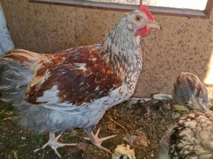 Bild 3:Wyandotten-Mix Hahn