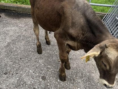 Bild 4:Verkaufe 2 Stiere zum Weitermästen