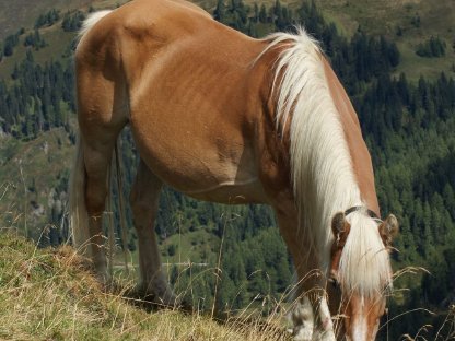 Bild 2:Haflinger Zuchtstute 2a, tragend von Sommerhit