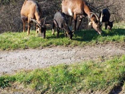 Bild 5:Ziegen weiblich
