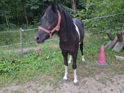 Pony Wallach