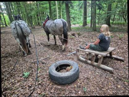 Bild 5:Ausbildung in Kutschenfahrten, Reiten, Holzrücken