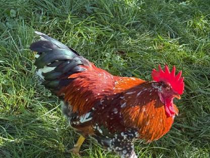 Bild 2:Schwedischer Blumenhahn