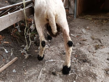 Bild 3:Walliser schafe