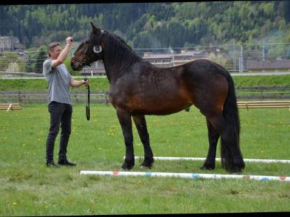 Bild 3:2 Braune Norikerstuten