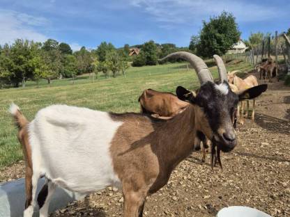 Anglonubierbock und Scheckenkitze