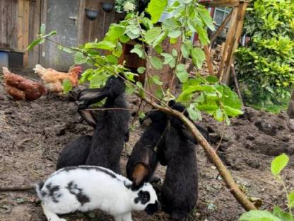 Bild 3:Deutsche Riesen Hasen