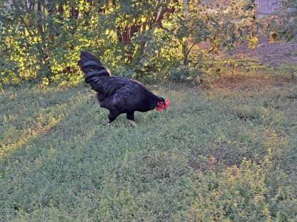 2 Marans Junghähne