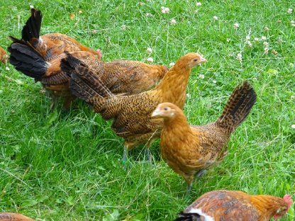 Bild 5:Friesenhuhn gold-schwarzgeflockt