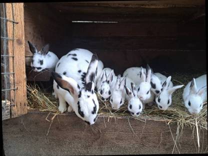 Bild 6:Hasen Dalmatiner Rex