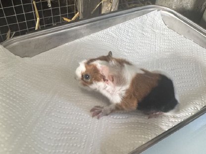 Bild 2:Meerschweinchen Peruaner Babys