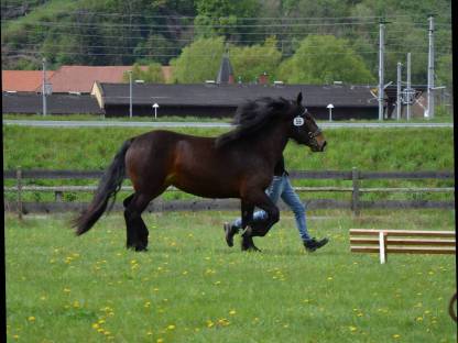 Bild 2:2 Braune Norikerstuten