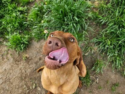 Magyar vizsla Hündin