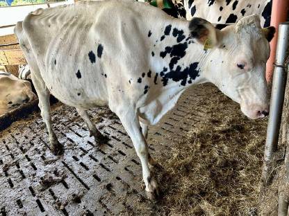 Holstein Kalbin