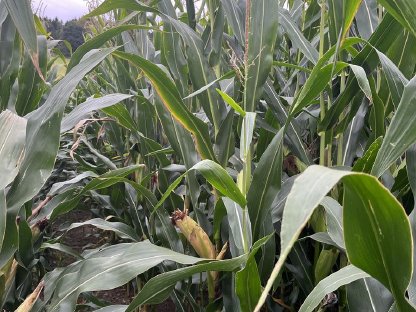 Bild 3:Silomais – Ballen / Lose - Ernte 2025