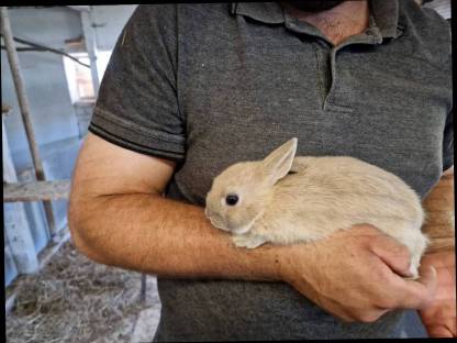 Bild 3:Kaninchen