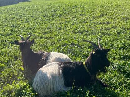 Bild 2:Walliser Schwarzhalsziegen