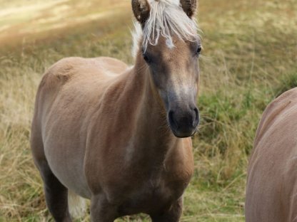 Bild 5:2 schöne Haflinger-Stutfohlen suchen ein neues Zuhause