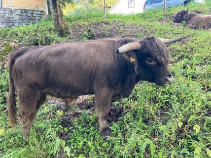 Sehr handzahmer Hochlandrindstier, BIO