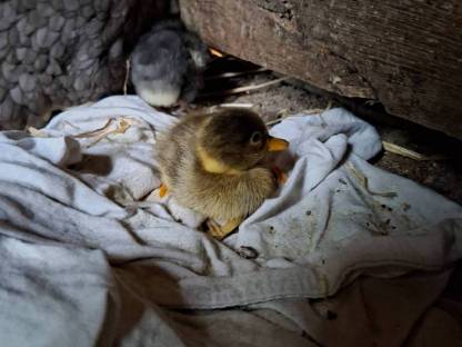 Bild 5:Junge Laufenten