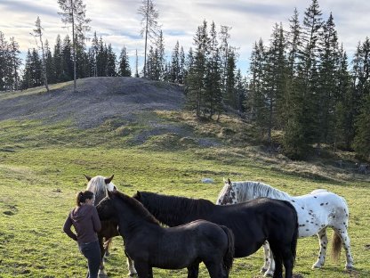 Bild 4:Mohrenkopf Hengstfohlen
