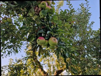 Bild 4:Bio Streuobstäpfel