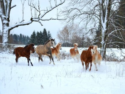 Bild 3:Hengstaufzuchtsplätze frei