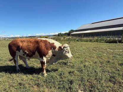 Bild 3:Bio Ennstaler Bergschecken Stier