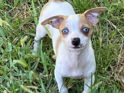 Einzigartige Chihuahua-Welpen suchen Lebensplätze