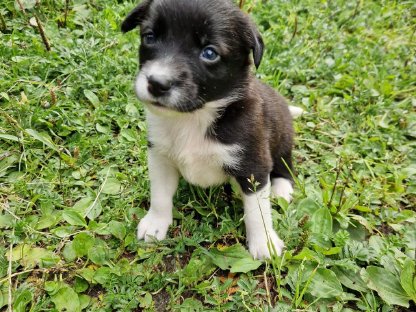 Bild 5:Border-Spitz-Collie-Mischlinge