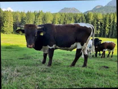 Bild 2:Pinzgauer Sprungstier