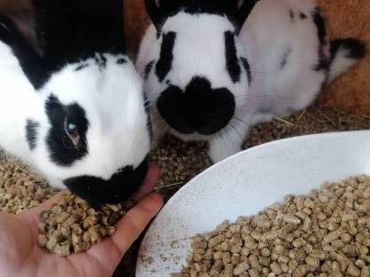 Bild 2:Strohpellets Einstreu