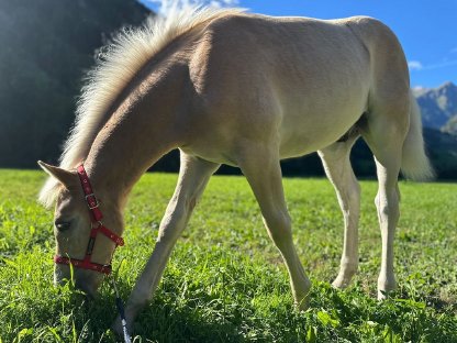 Bild 5:Tiroler Haflingerhengstfohlen nach Weltsiegerhengst Stainz