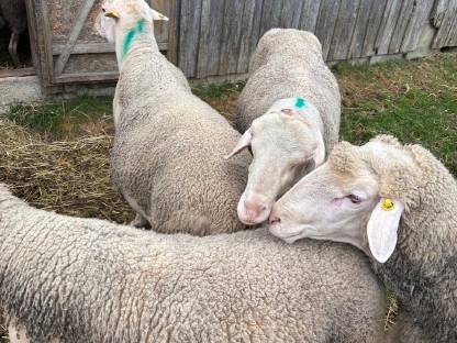 Bild 6:Zuchtschafbock