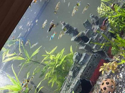 Bild 2:Antennenwelse und weibliche Guppys zu vergeben