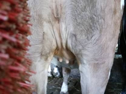 Bild 4:FV Kalbin tragend