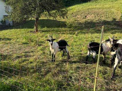 Bild 3:Pfauenziegen Jung-Böcke