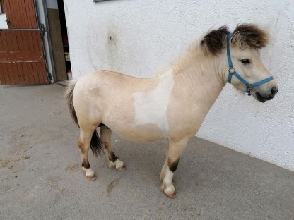 Shetty Hengst 3-jährig