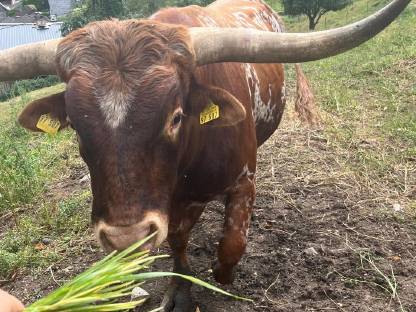 Bild 4:Texas Longhorn Stiere