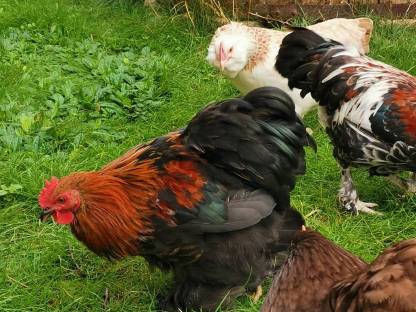 Bild 2:Zwerg Cochin Hahn zu verschenken