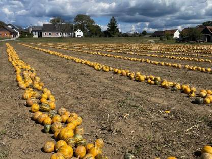 Bild 4:Kürbiskerne Top Qualität